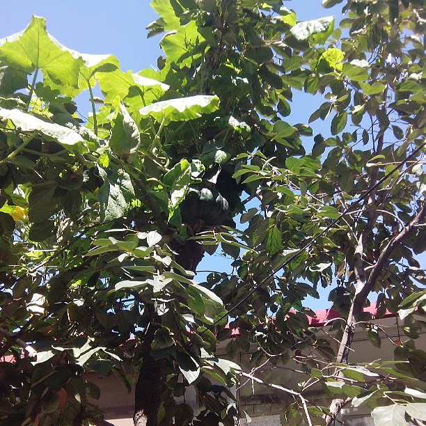 2013/08/31 — 蓝天下的南瓜