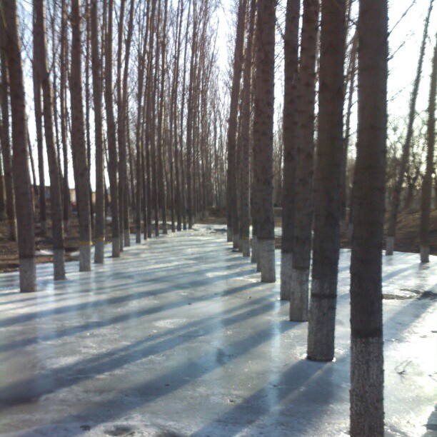 2013/02/20 — 林中冰雪