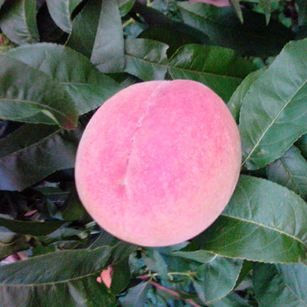 2013/07/14 — 想吃吧？(丽霞拍摄于平谷桃园)