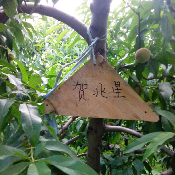 2013/07/14 — 我们朋友承包的桃树！(丽霞拍摄于平谷桃园)