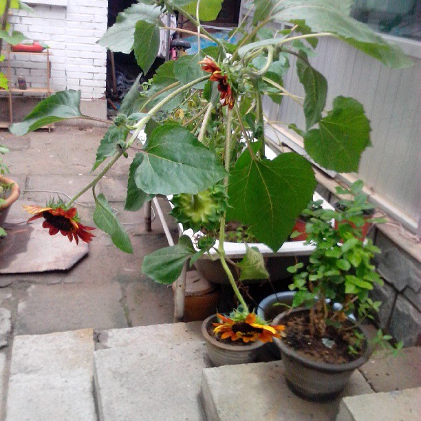 2013/08/01 — 被雨水冲倒下的向日葵！
