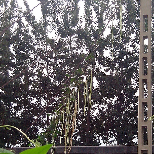 2013/08/08 — 爬到电线杆上的豆角【丽霞拍摄于东沙】