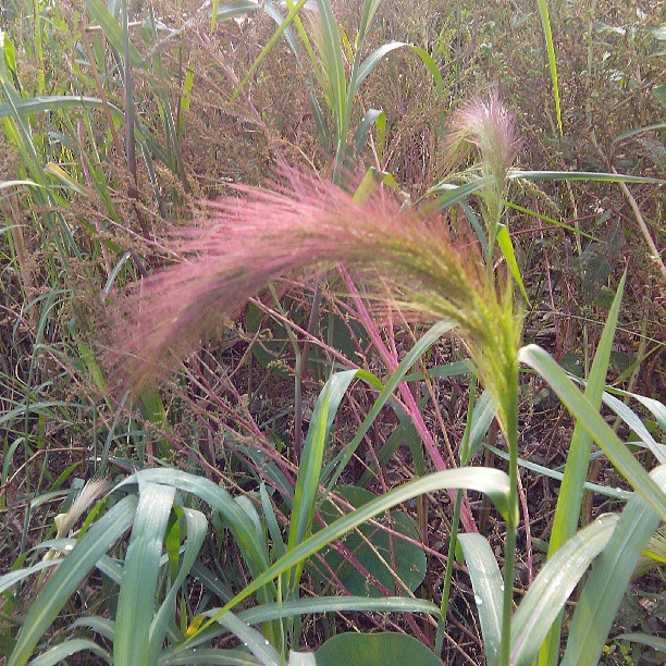 2013/08/10 — 狗尾巴草