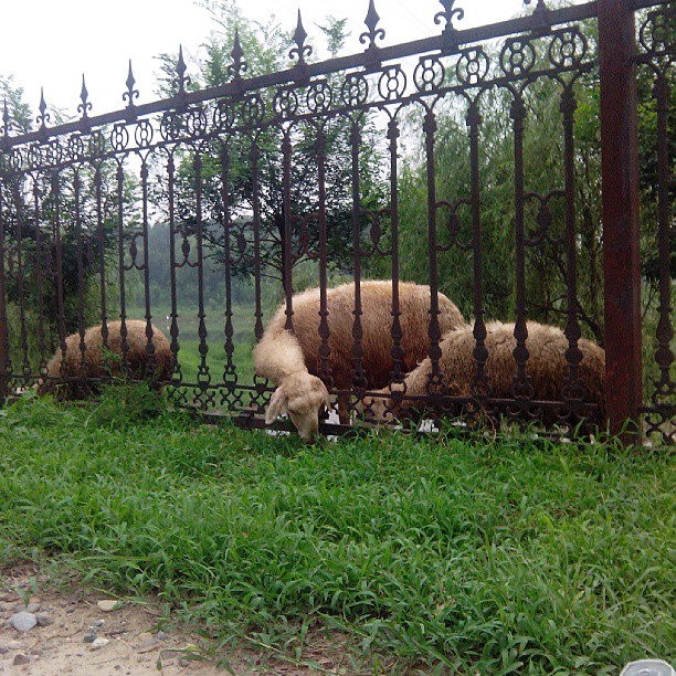 2013/08/12 — 够不着的草才更香吧？