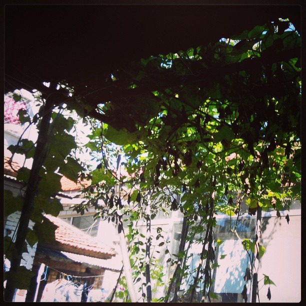 2013/09/06 — 我們的遮陽傘
